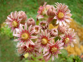 Sempervivum tectorum